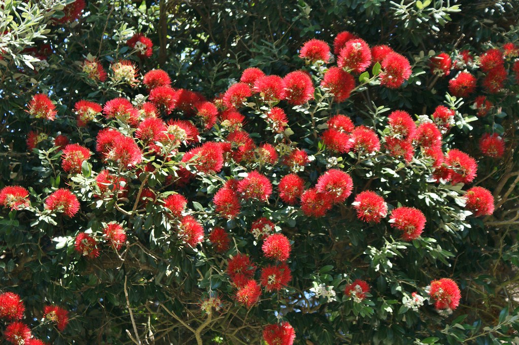 New Zealand Christmas Tree 20 Seeds Pohutukawa Metrosideros excelsa