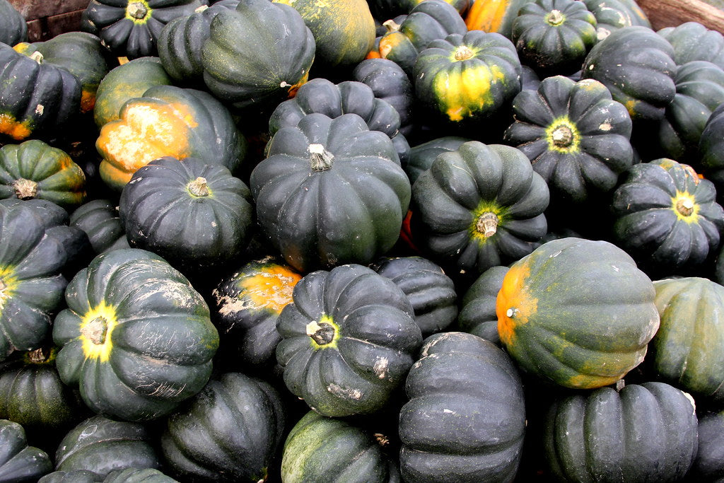 Acorn Squash 100 Seeds Cucurbita pepo