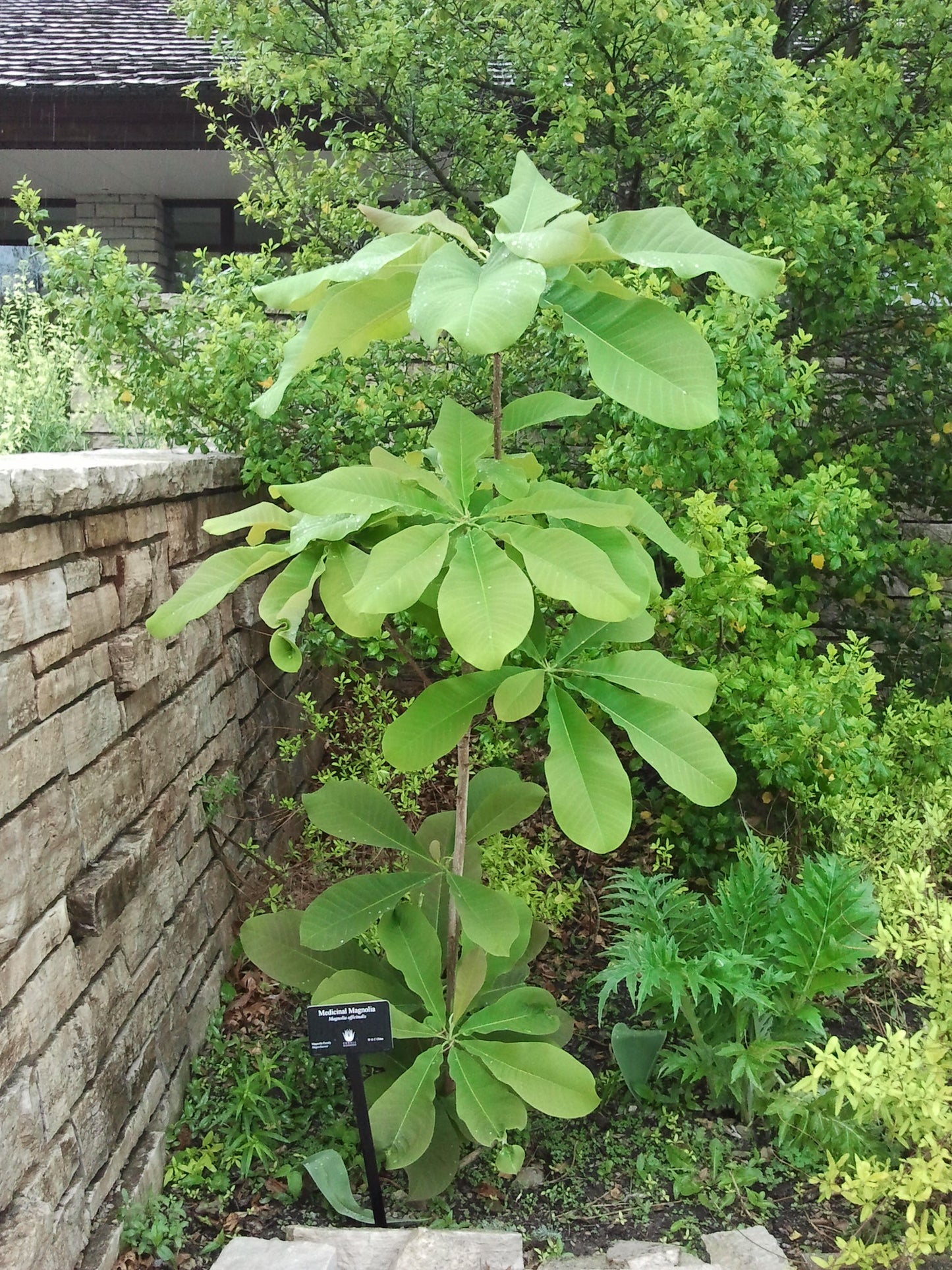 Houpu Magnolia 5 Seeds Magnolia officinalis
