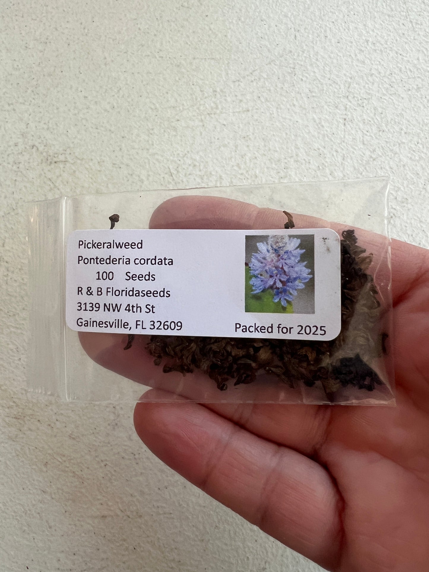 Pickeralweed 100 Seeds Pontederia cordata