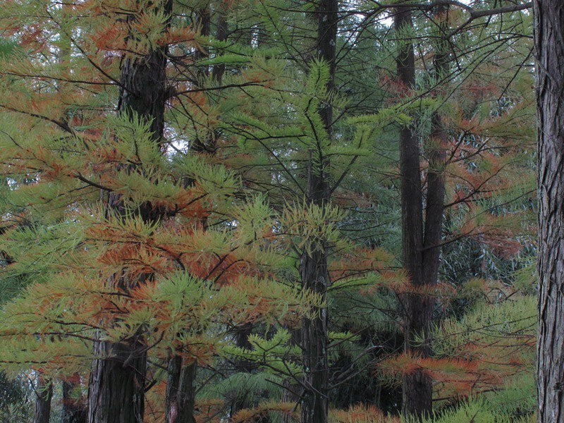 Chinese Swamp Cypress 10 Seeds Glyptostrobus pensilis