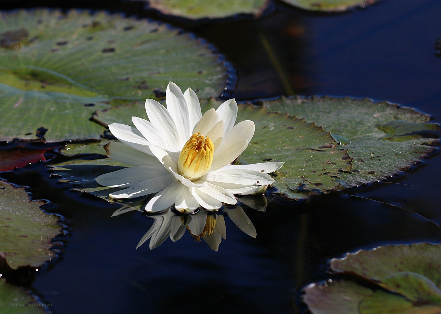 White Water Lily Nymphaea pubescens 10 Seeds