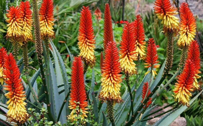Aloe Vera 20 Seeds Aloe barbadensis – R&B Floridaseeds