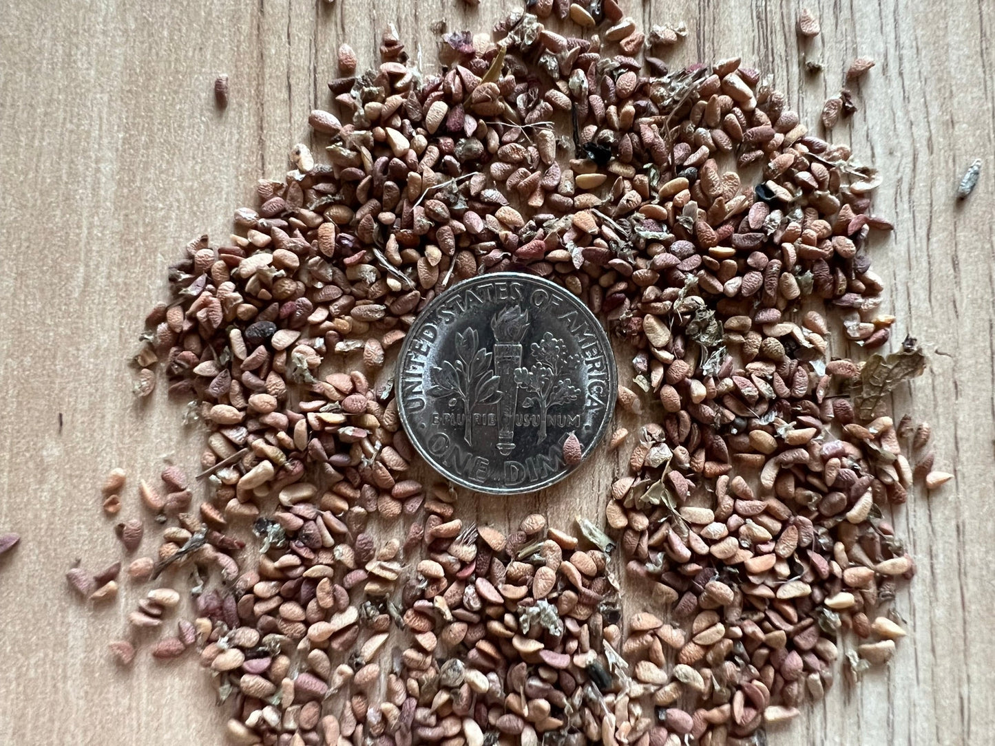 American Elderberry Sambucus canadensis 100 Seeds