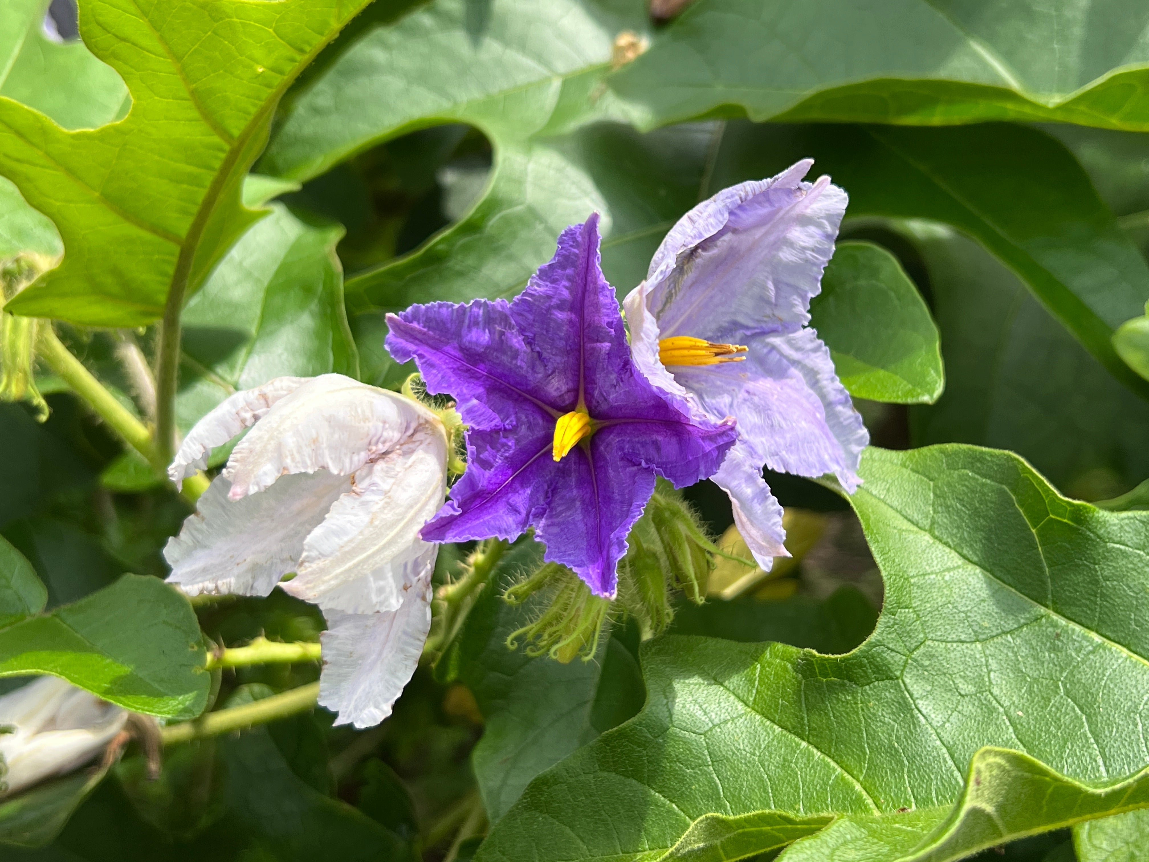 Giant Star Potato Tree 20 Seeds Solanum macranthum  R&B Floridaseeds