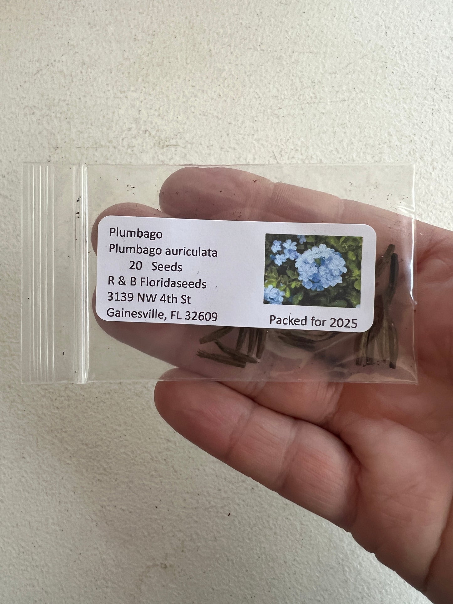 Plumbago 10 Seeds Plumbago auriculata