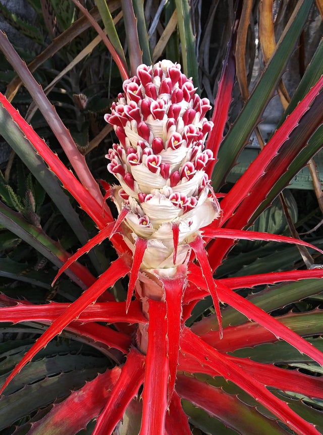 pineapple plant wild Wild Pineapple 10 Seeds Bromelia pinguin – R&B Floridaseeds