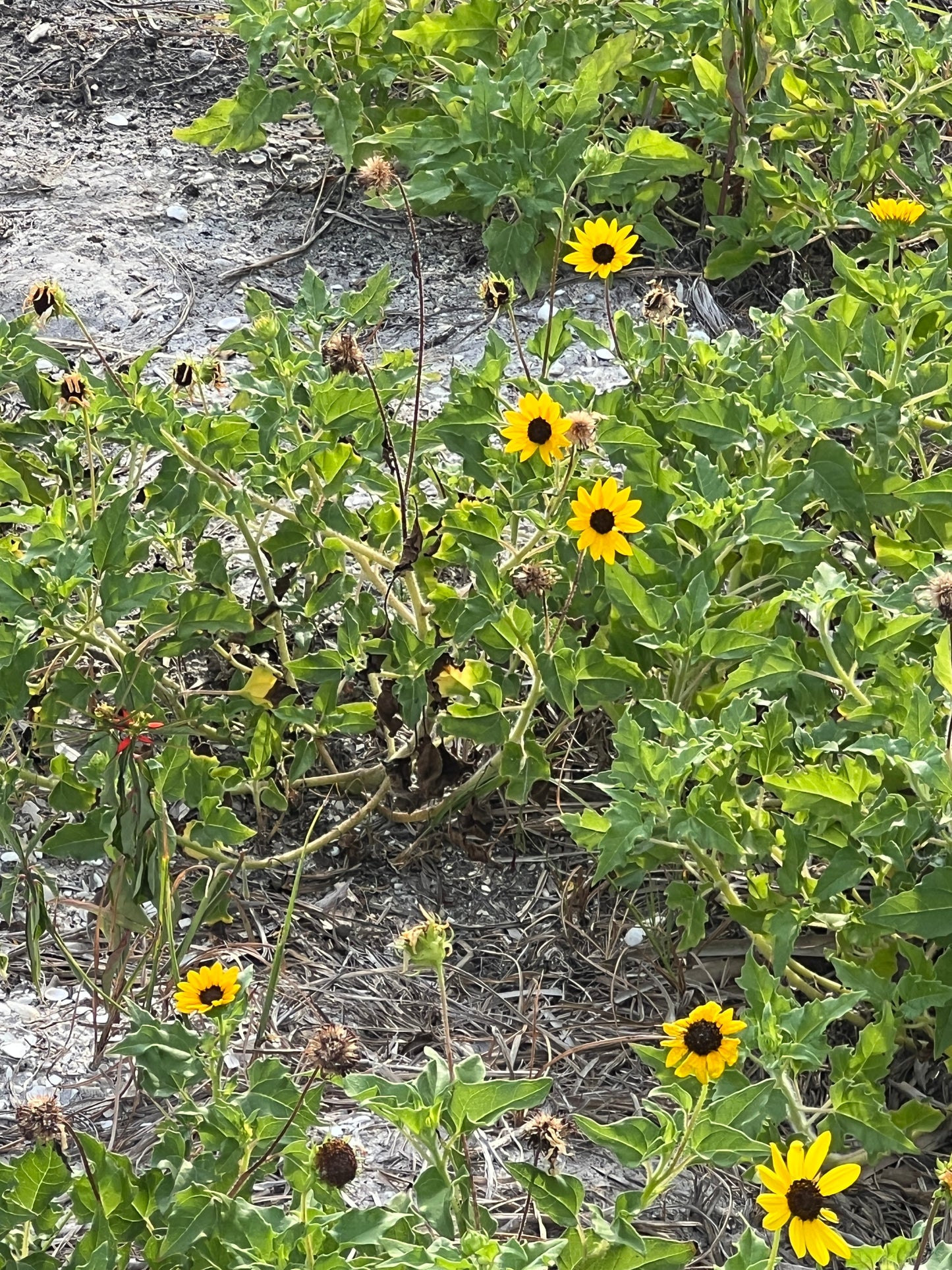 Beach Sunflower Helianthus debilis 20 Seeds
