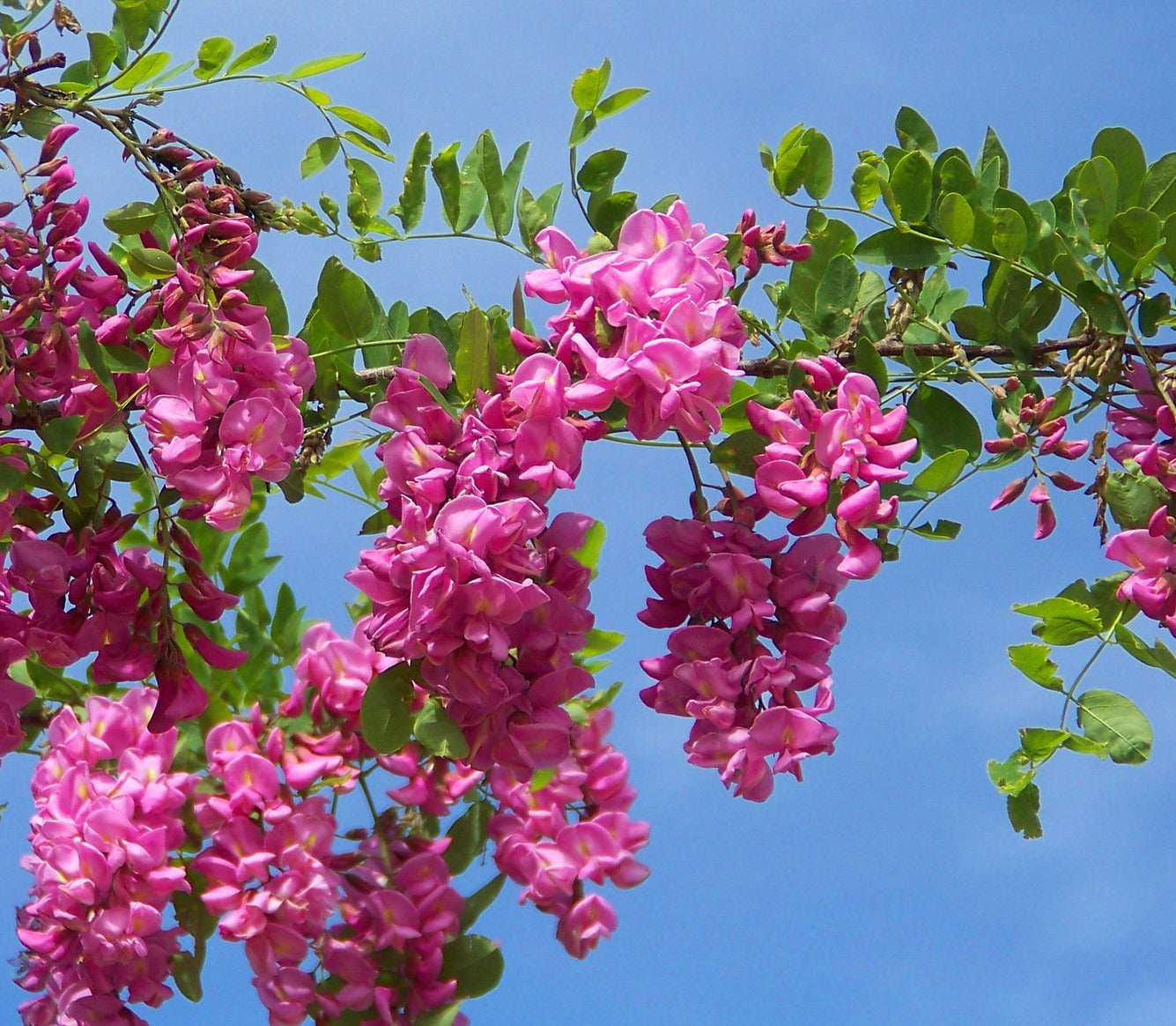 Rose Acacia Robinia hispida 20 Seeds – R&B Floridaseeds