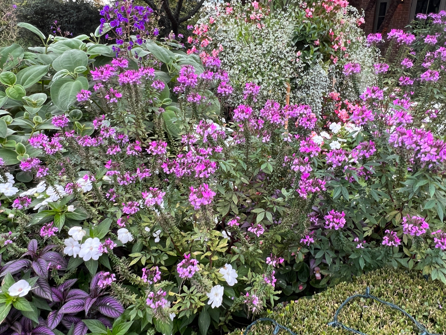 Spider Flower Violet Queen 100 Seeds Cleome hassleriana