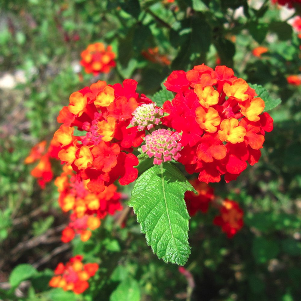 Red Lantana 100 Seeds Lantana camara – R&B Floridaseeds