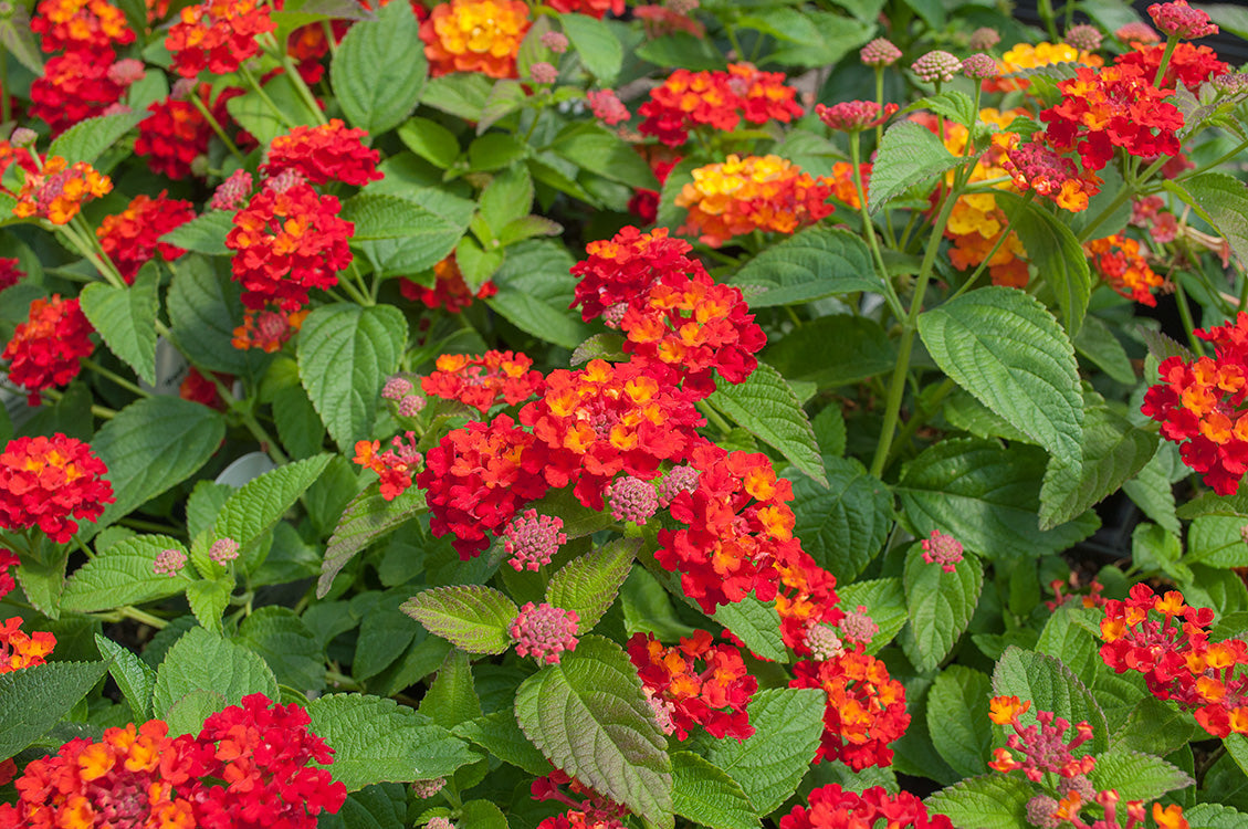 Red Lantana 100 Seeds Lantana camara