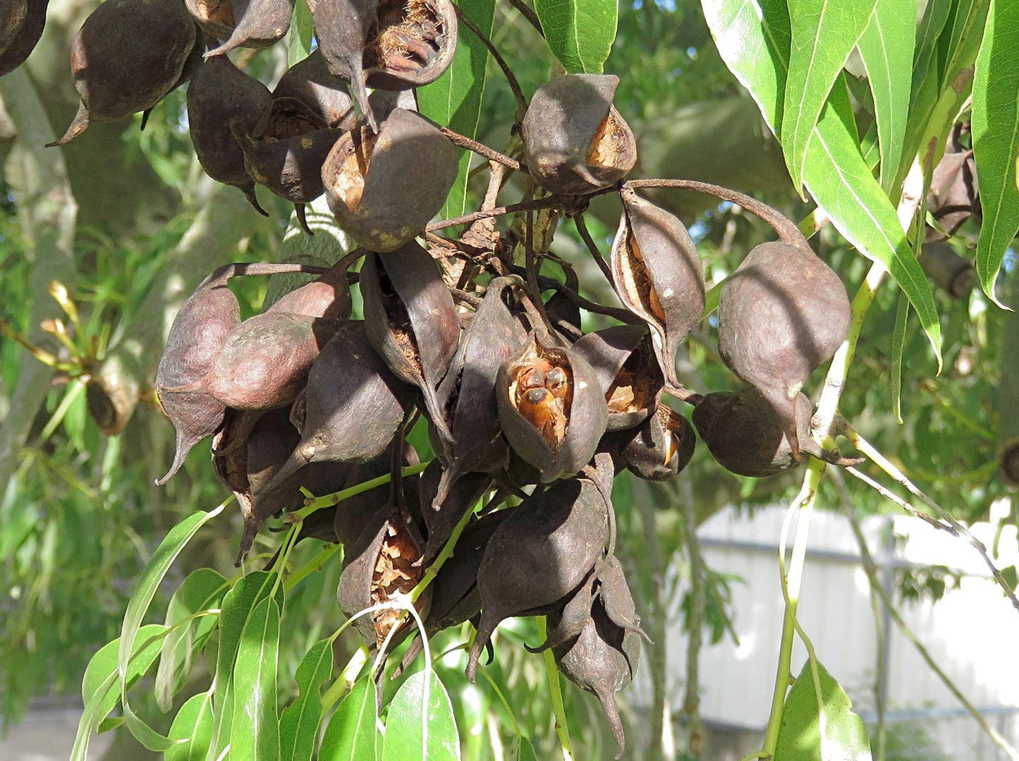 Queensland Bottle Tree 10 Seeds Brachychiton rupetris