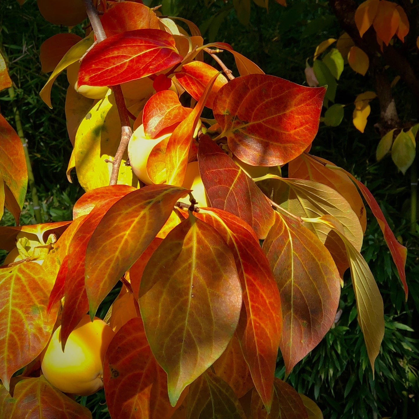 Japanese Persimmon 10 Seeds Diospyros kaki