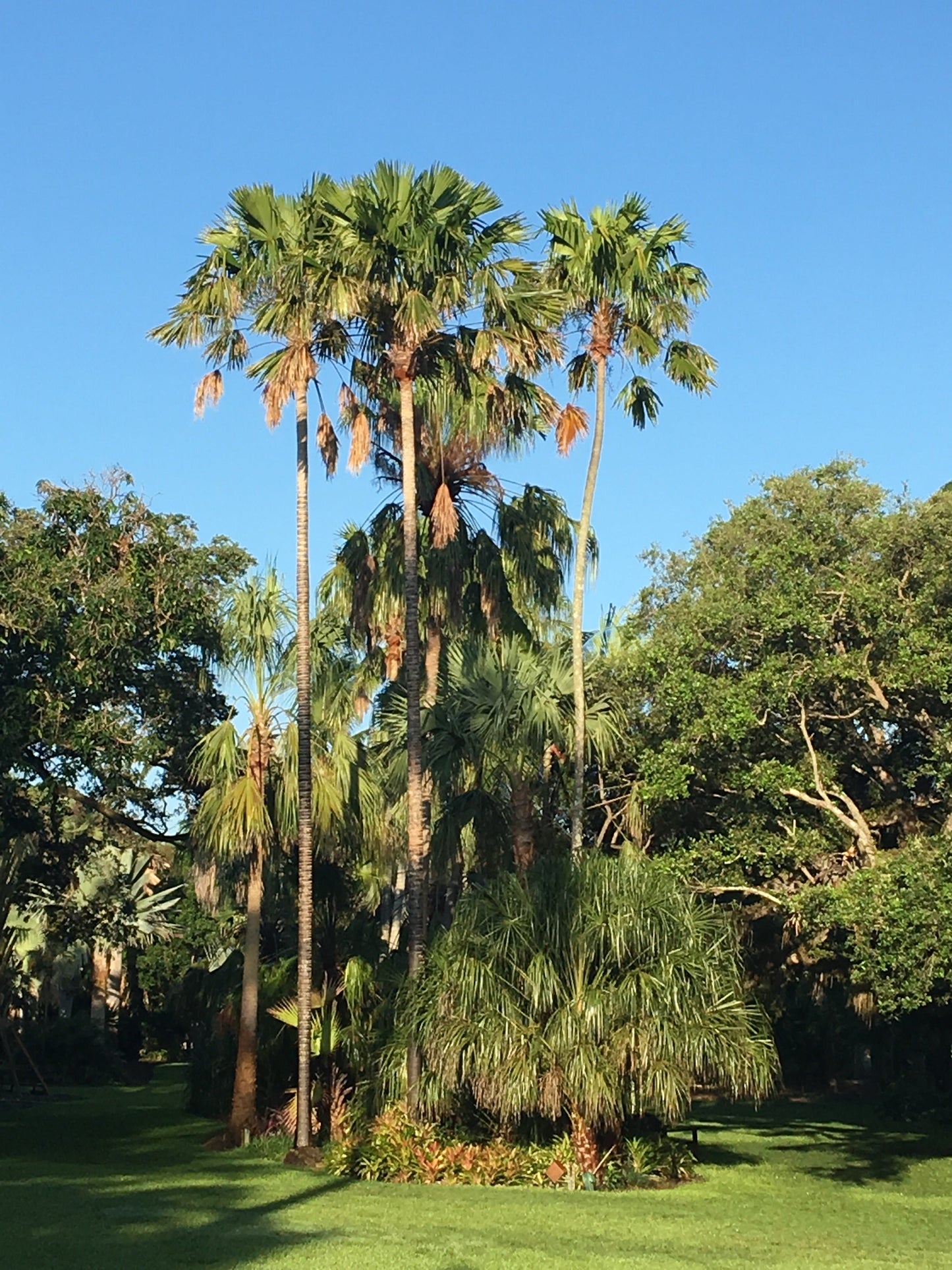 Footstool Palm 10 Seeds Saribus rotundifolius