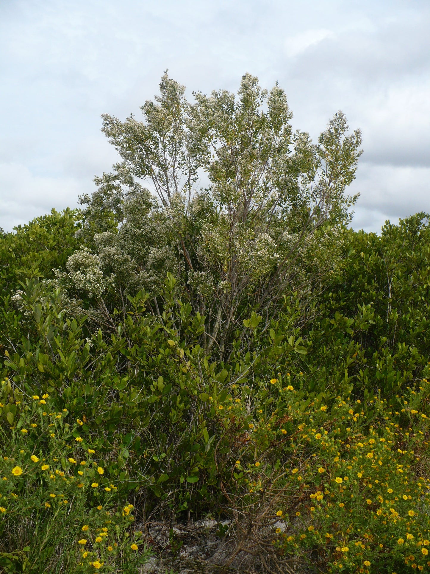 Groundsel Tree Baccharis halimifolia 100 Seeds