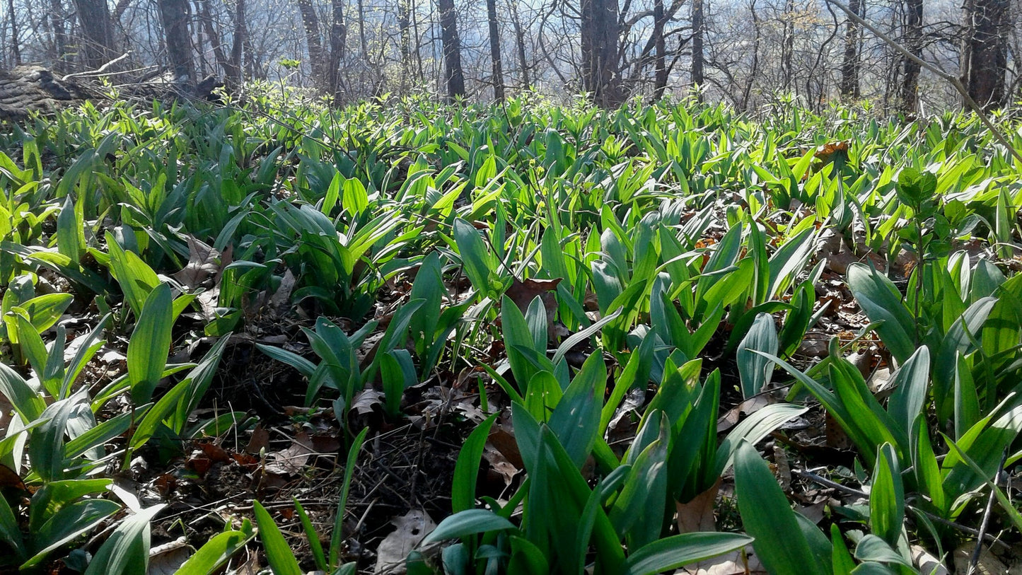 Wild Leek Allium tricoccum 20 Seeds
