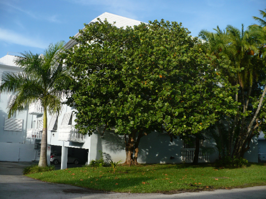 Sea Grape 100 Seeds Coccoloba uvifera