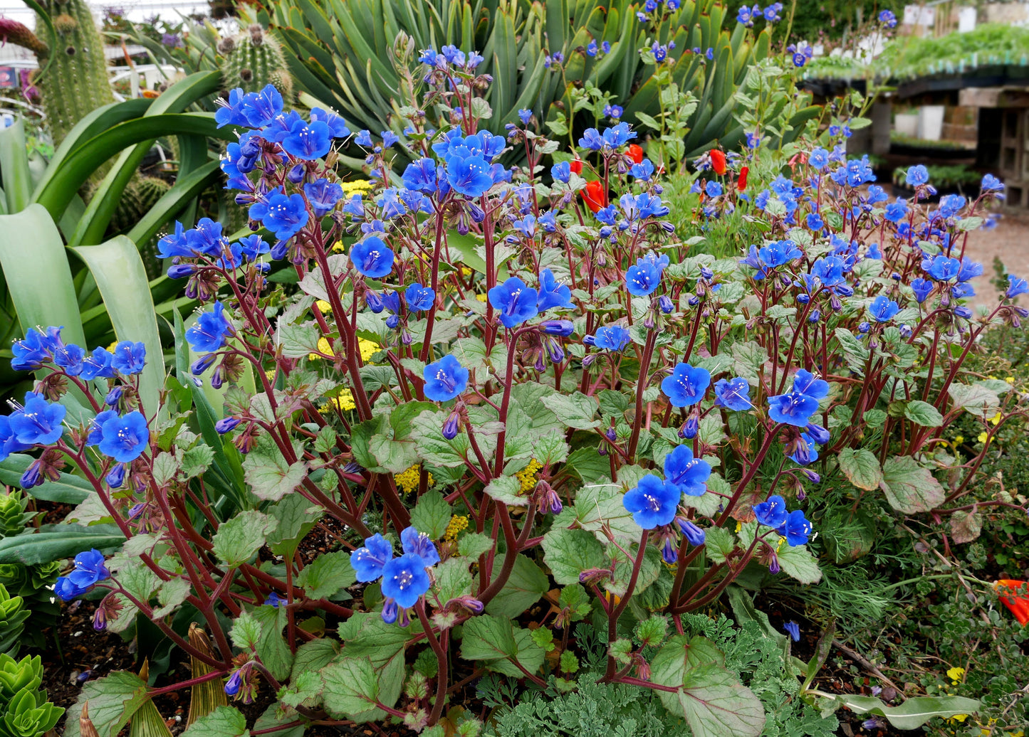 California Bluebell 100 Seeds Phacelia campanularia