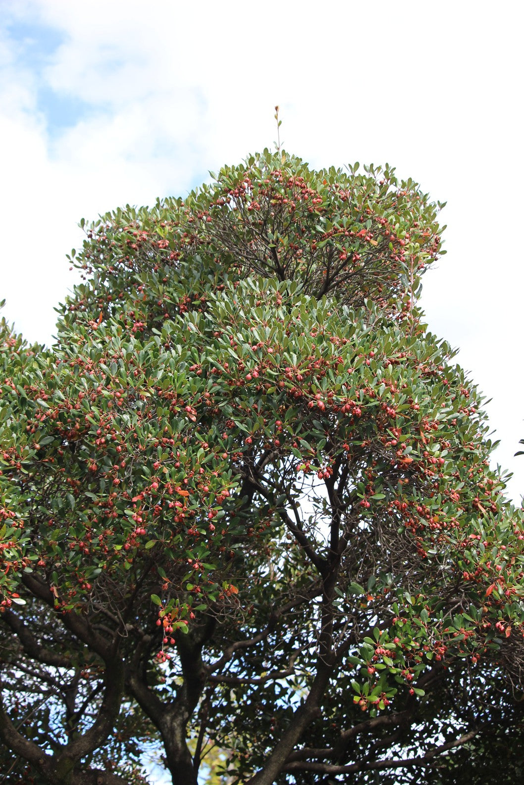 Japanese cleyera 10 Seeds Ternstroemia gymnanthera