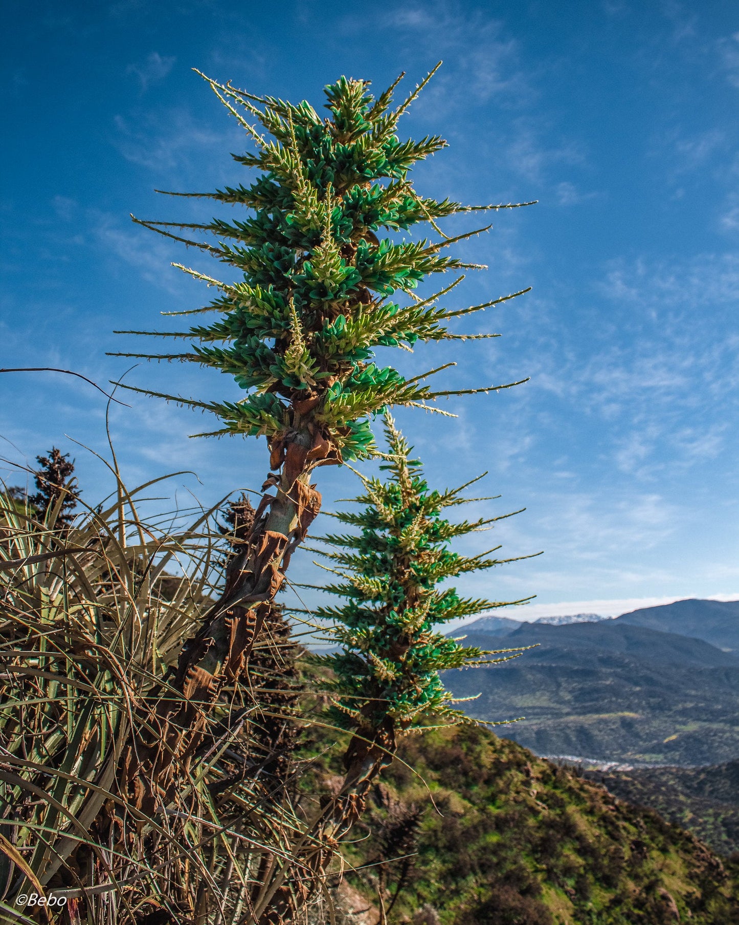 Blue Puya 100 Seeds Puya alpestris