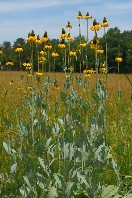 Giant Coneflower Rudbeckia maxima 100 Seeds