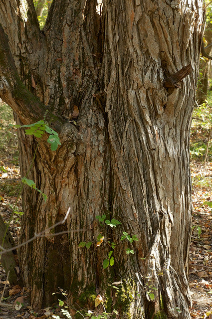 Osage Orange Maclura pomifera 100 Seeds