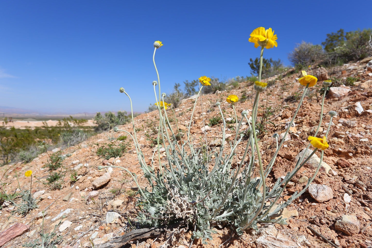 Desert Marigold 100 Seeds Baileya multiradiata