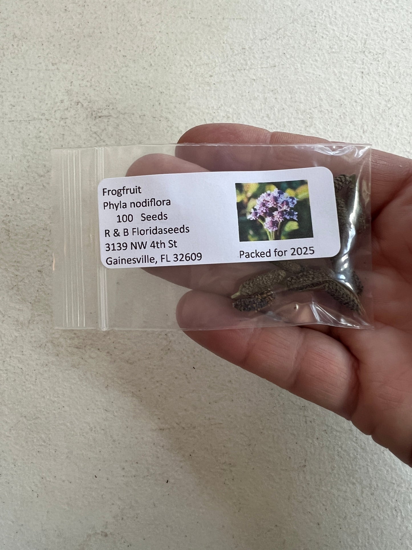 Frogfruit 10 Seeds Lippia nodiflora