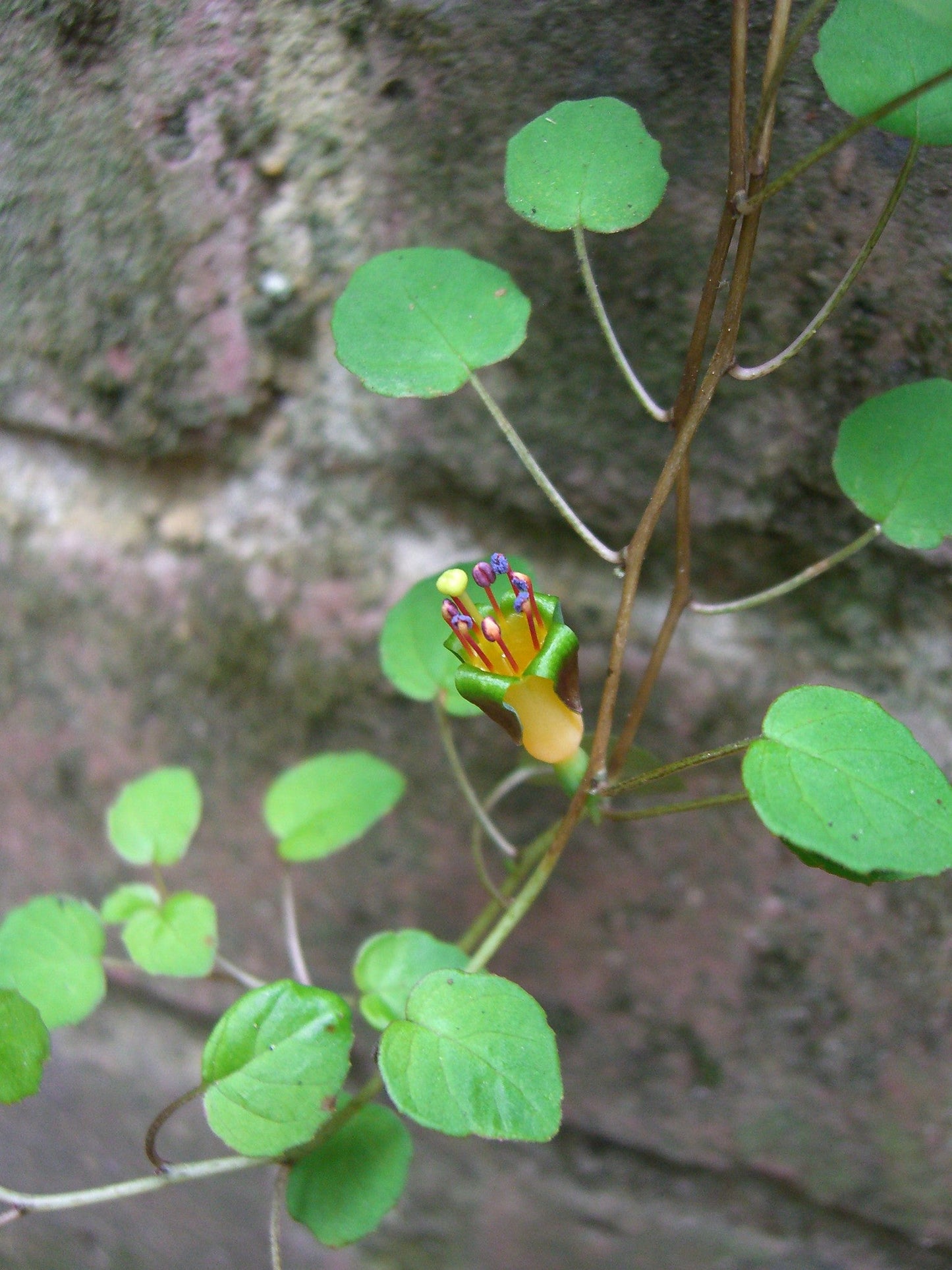 Trailing Fuchsia 25 Seeds Fuchsia procumbens