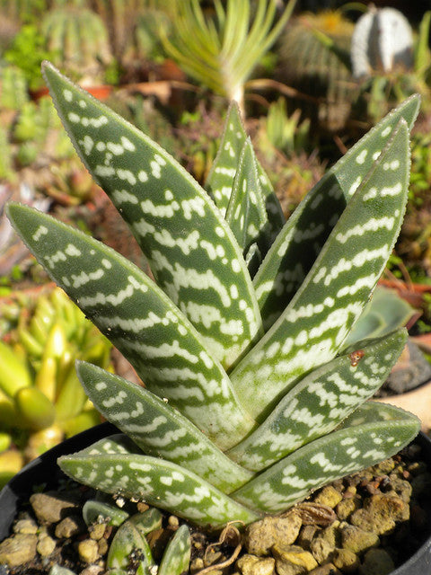 aloe gator succulent Tiger Aloe 100 Seeds Aloe variegata – R&B Floridaseeds