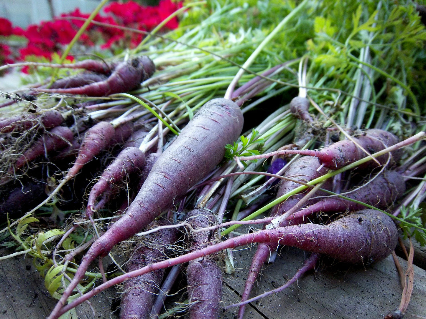 Purple Carrot 100 Seeds Daucus carota