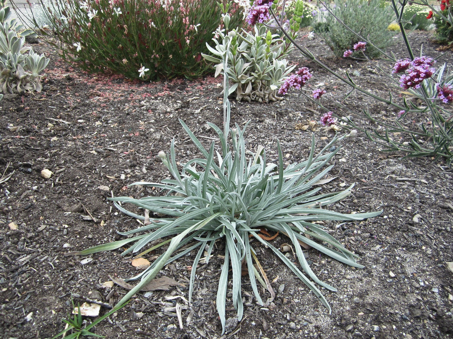 Drumstick Flower 100 Seeds Craspedia globosa
