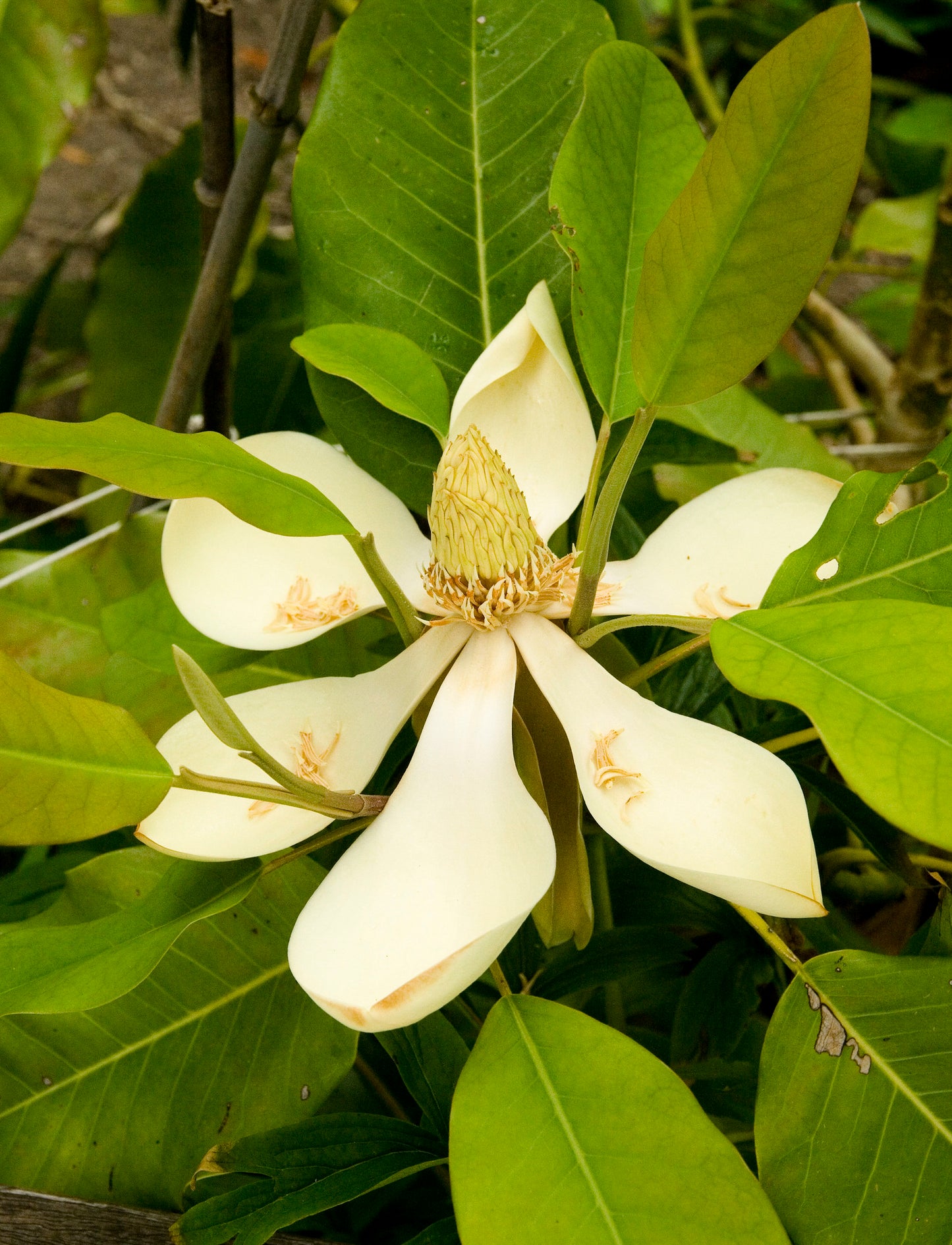 Chinese Evergreen Magnolia Magnolia delavayi 20 Seeds  USA Company