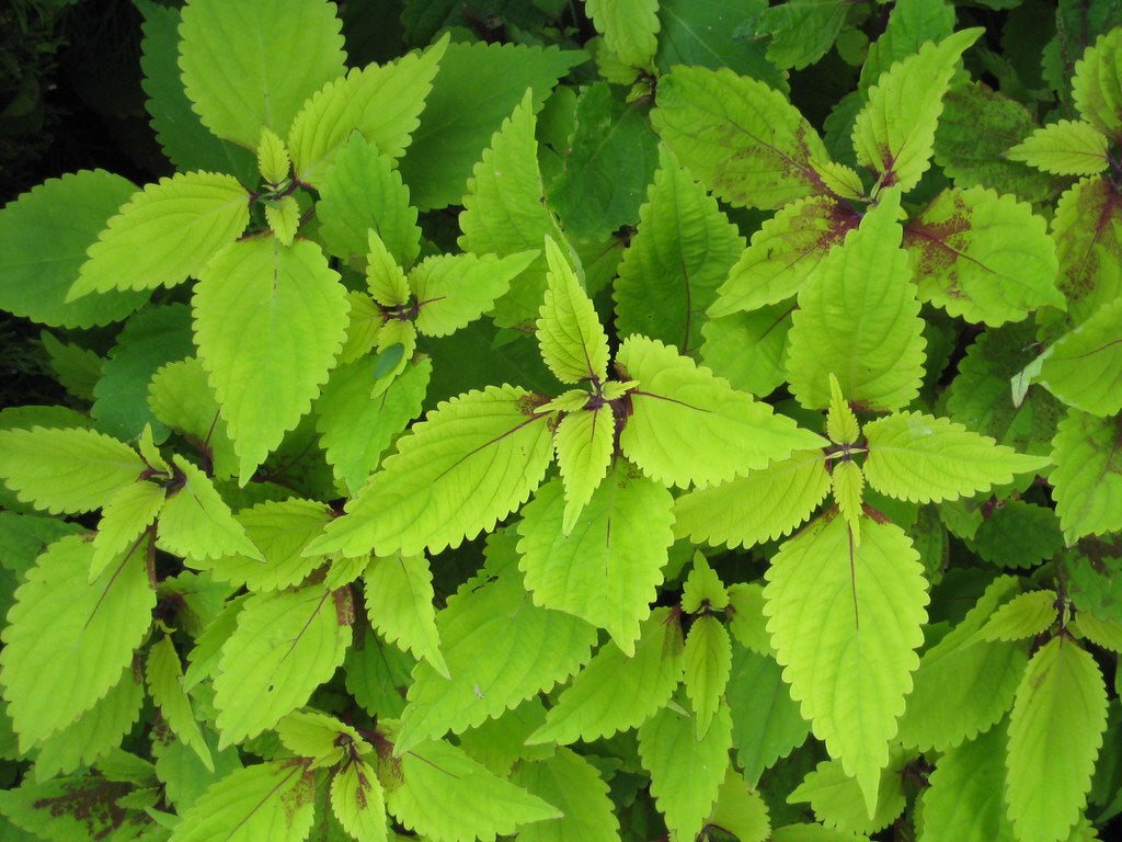 Lime Coleus 100 Seeds Coleus scutellarioides