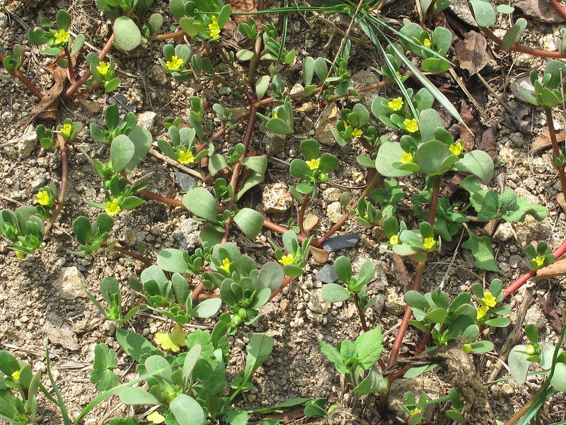 Purslane Portulaca oleracea 500 Seeds  USA Company