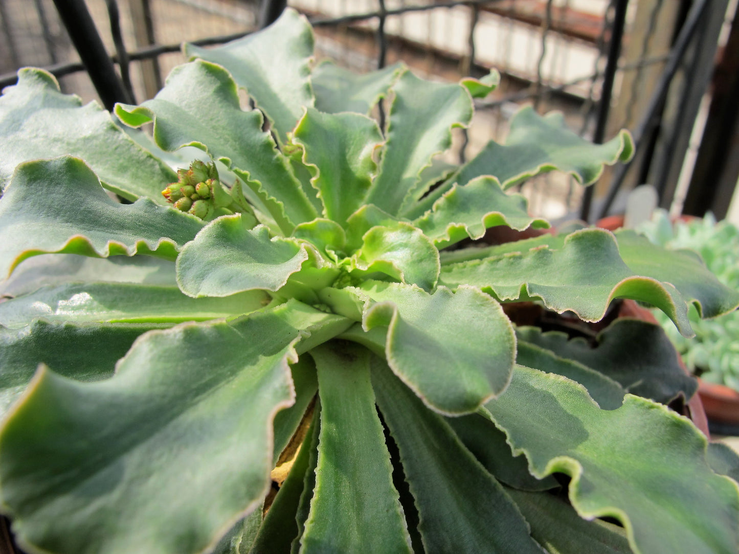 Siskiyou Lewisia 100 Seeds Lewisia cotyledon
