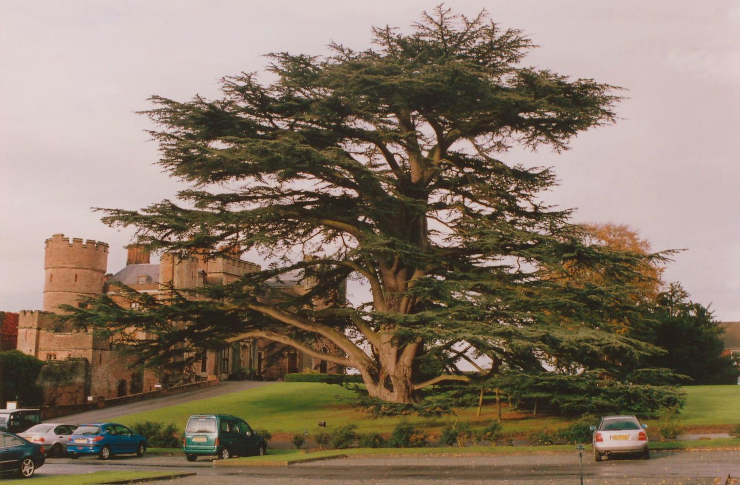 Cedar of Lebanon Cedrus libani 20 Seeds