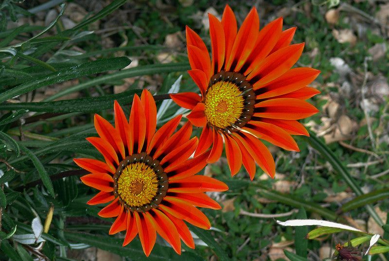Treasure Flower 25 Seeds Gazania rigens