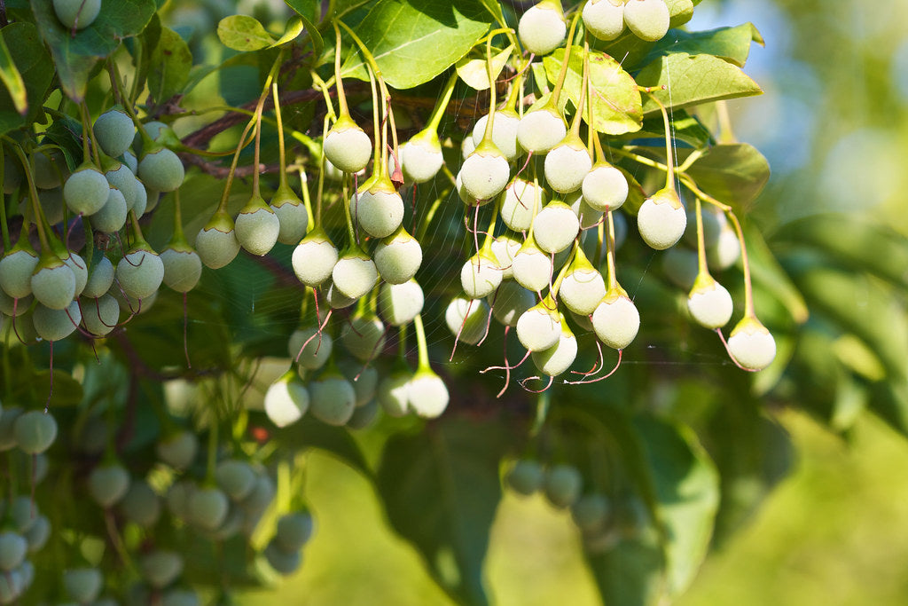 Japanese Snowbell Styrax japonicus 10 Seeds