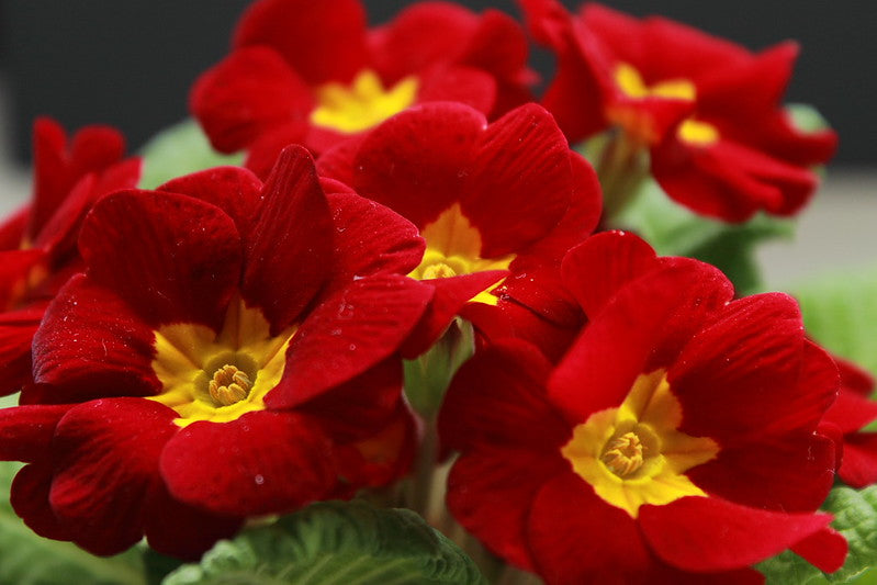 Scarlet Primrose 100 Seeds Primula acaulis