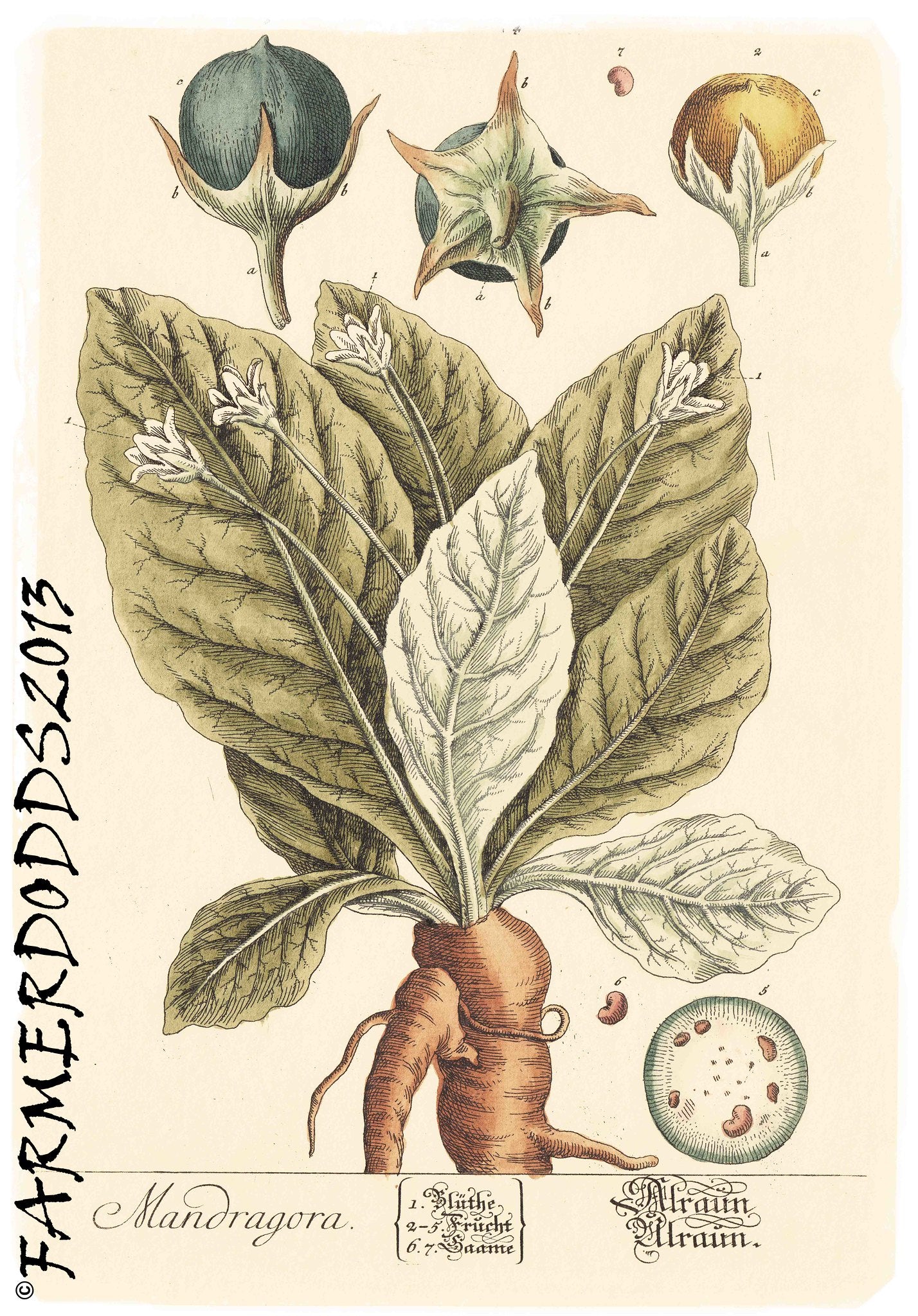 Mandrake Mandragora officinarum 5 Seeds   USA Company