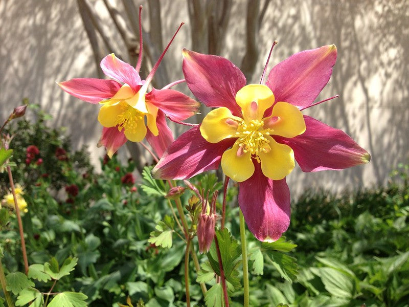 Giant Columbine Mix 100 Seeds Aquilegia caerulea