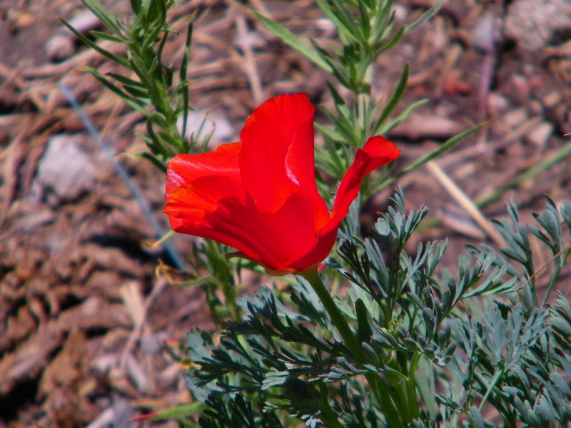 Red California Poppy 100 Seeds Eschscholzia californica