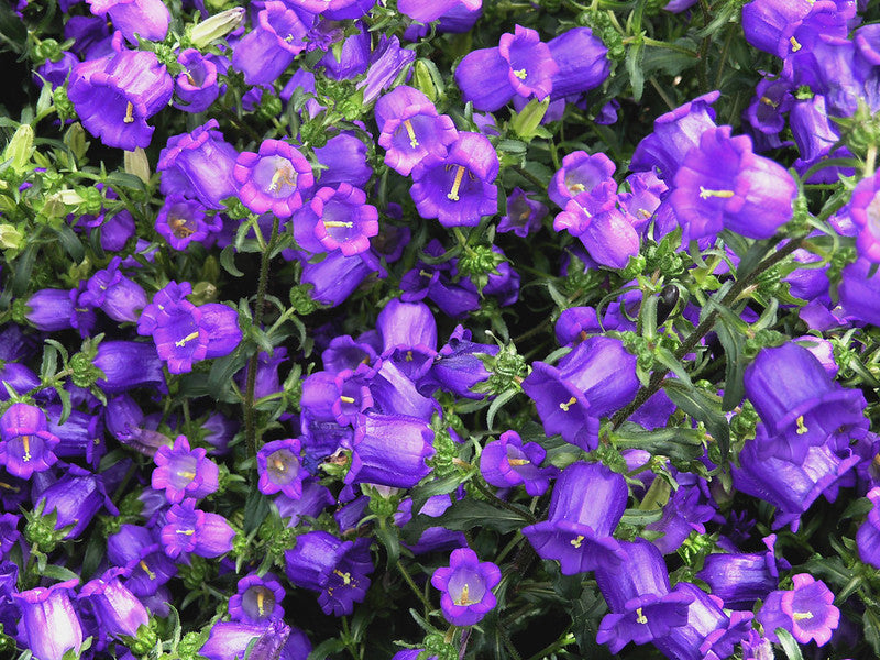 Canterbury Bells 100 Seeds Campanula medium