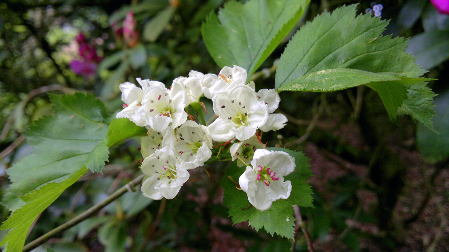 Mayflower  Midland Hawthorn  Crataegus laevigata  50 Seeds  USA Company