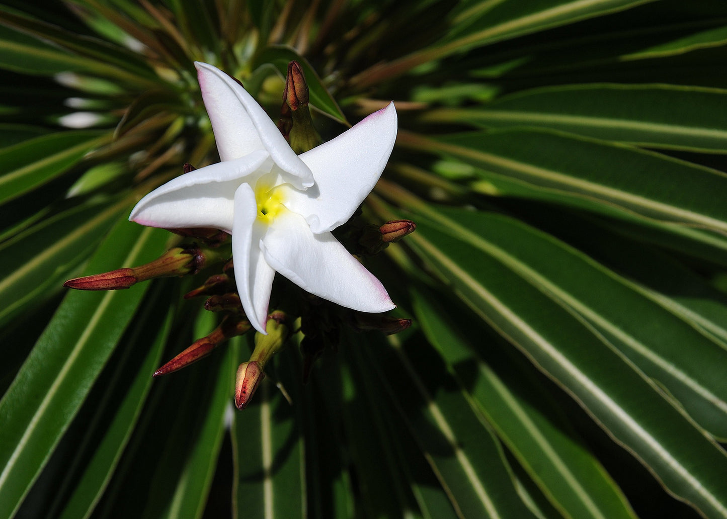 Silver Madagascar Palm 25 Seeds Pachypodium geayi