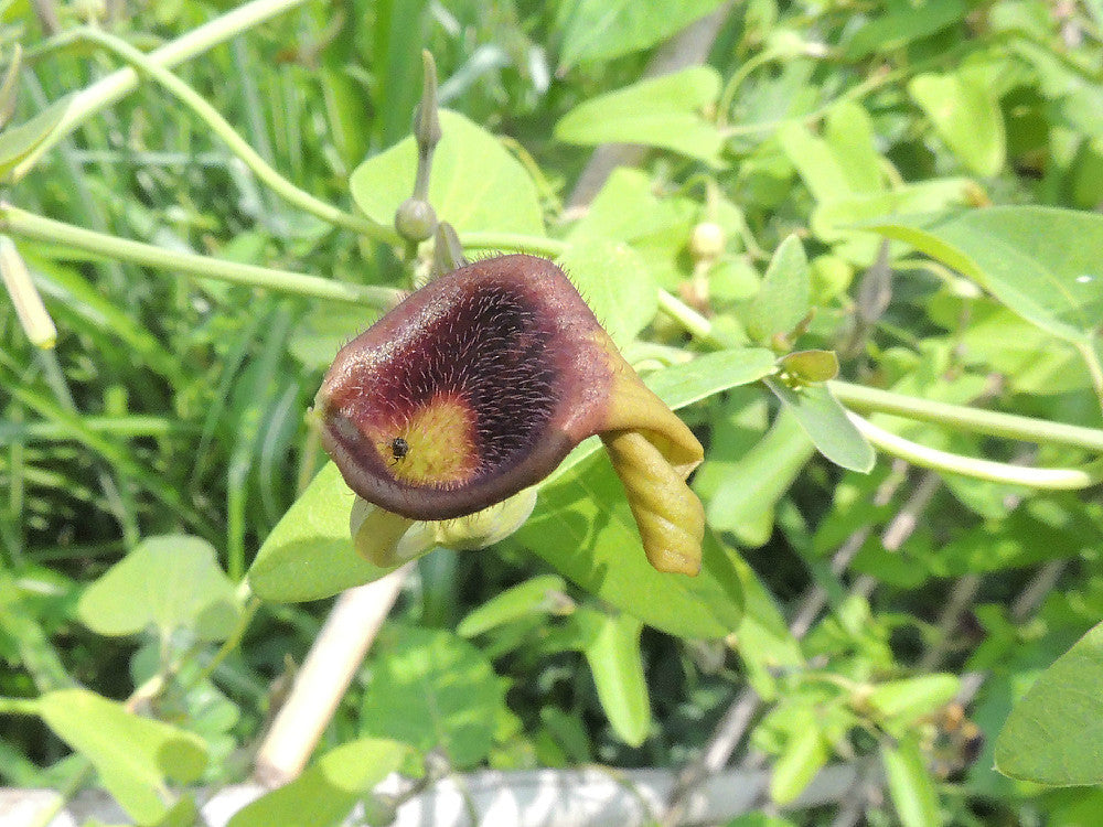 Slender Dutchman’s Pipe 20 Seeds Aristolochia debilis