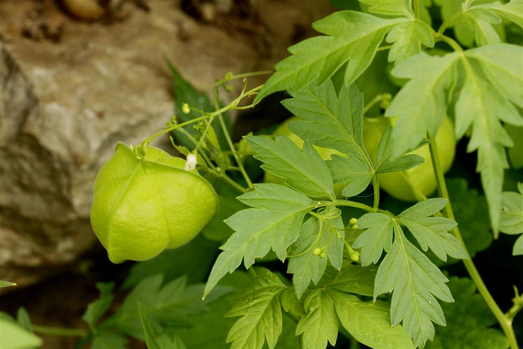 Balloon Vine Love in a Puff Cardiospermum halicacabum 100 Seeds  USA Company