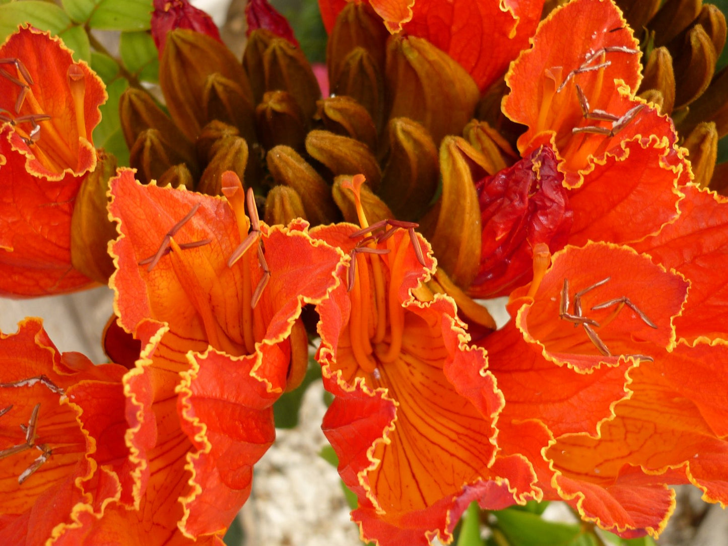 African Tulip Tree Spathodea campanulata 100 Seeds  USA Company